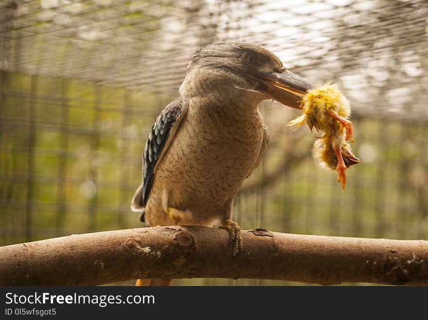 Beak, Bird, Fauna, Water Bird