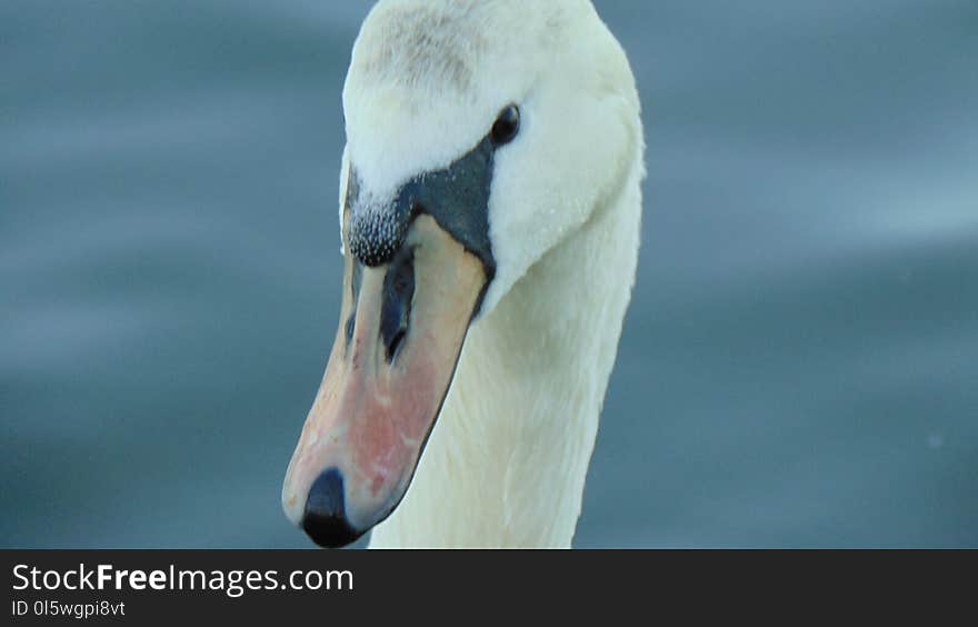 Swan, Bird, Beak, Water Bird