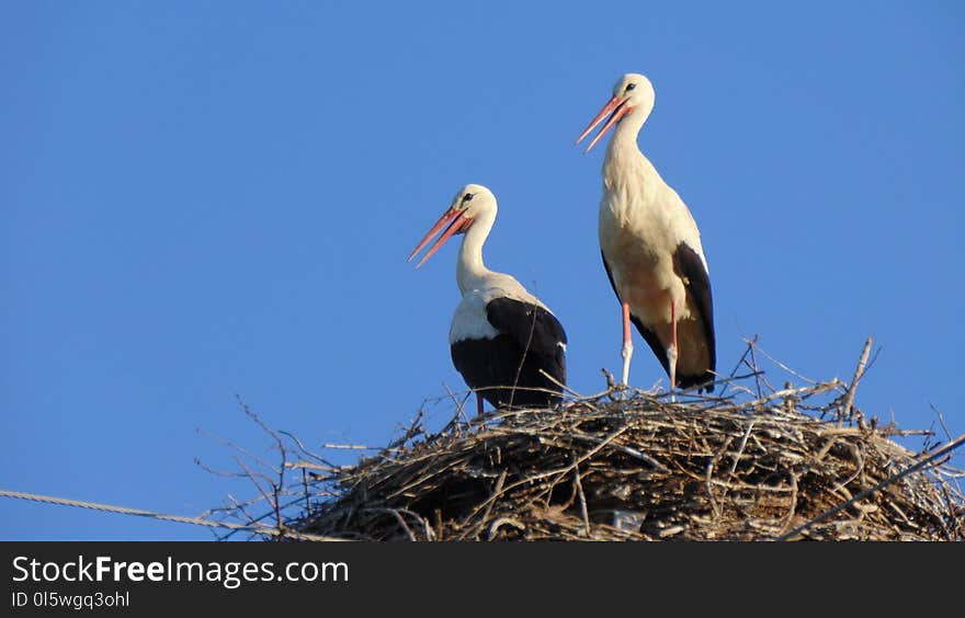 White Stork, Bird, Stork, Beak