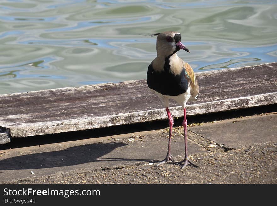 Bird, Fauna, Water, Seabird