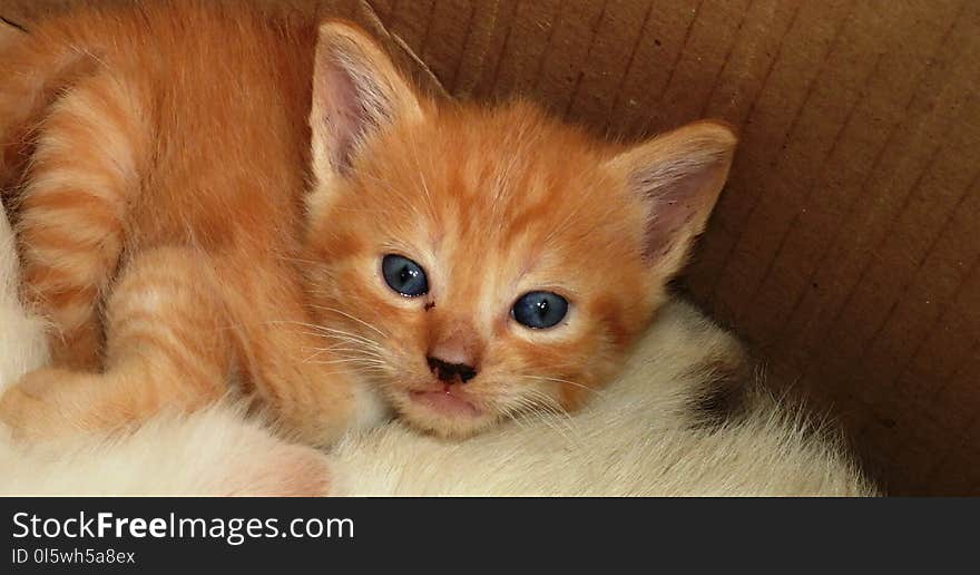 Cat, Face, Whiskers, Small To Medium Sized Cats