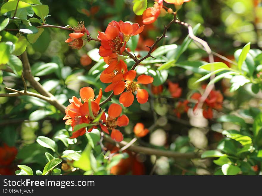 Plant, Flora, Flower, Shrub