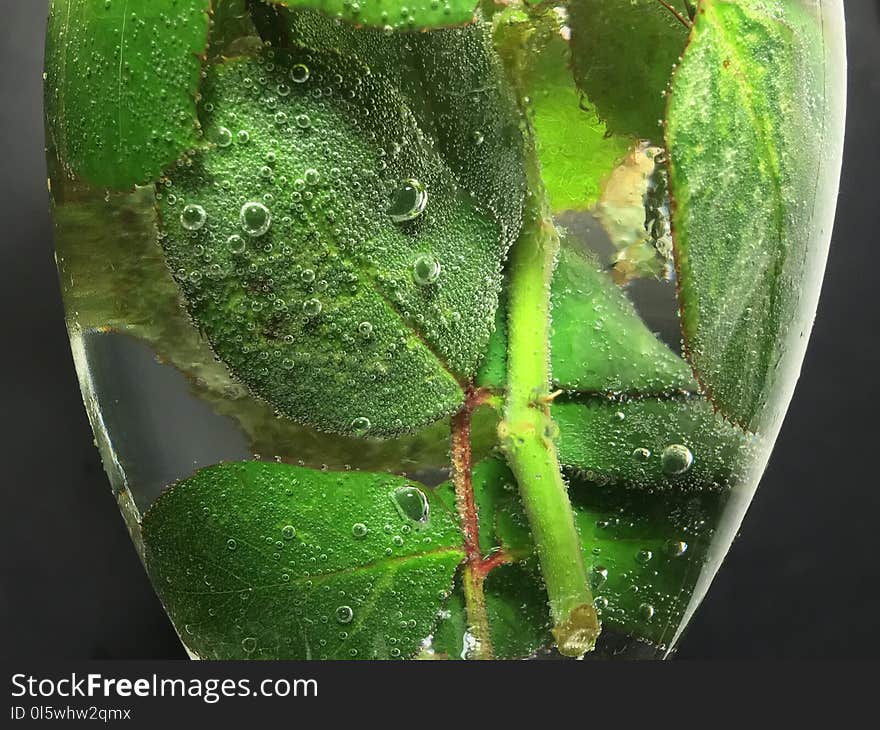 Leaf, Plant Pathology, Water, Macro Photography