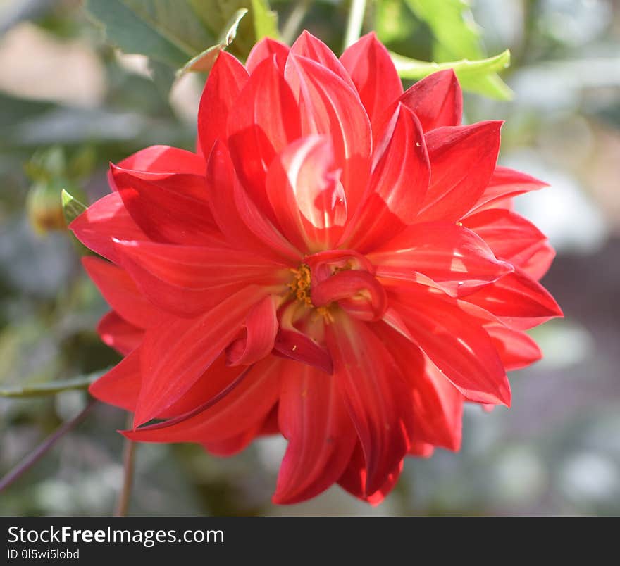 Flower, Plant, Flowering Plant, Dahlia