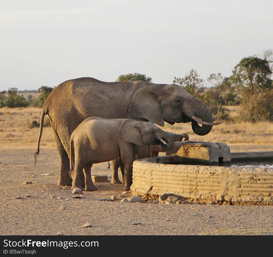 Elephant, Elephants And Mammoths, Wildlife, Terrestrial Animal