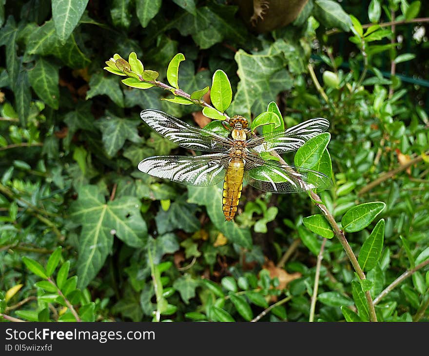 Plant, Flora, Dragonflies And Damseflies, Insect