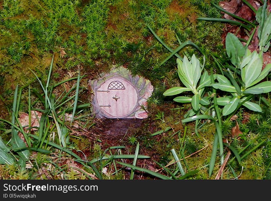 Plant, Flora, Nature Reserve, Grass