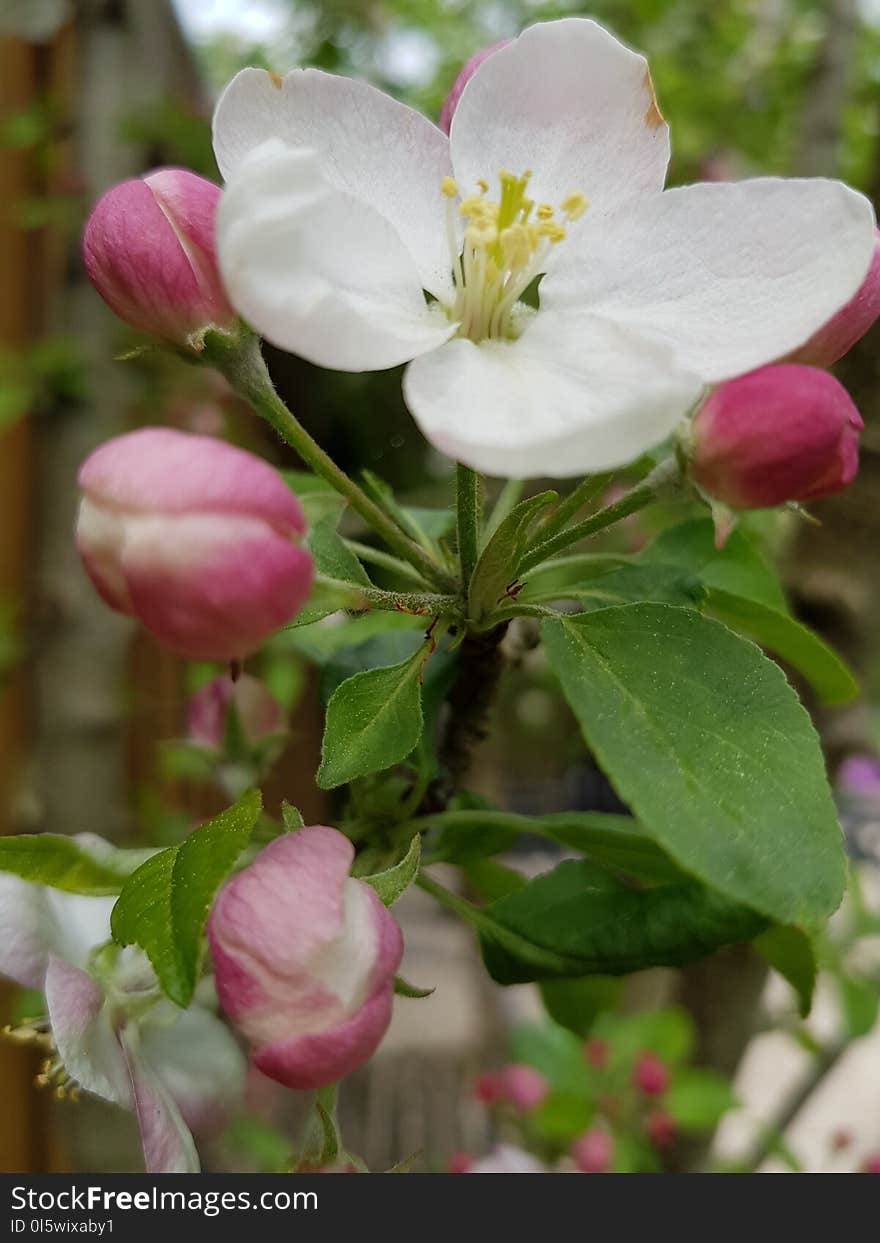 Blossom, Flower, Rosa Canina, Branch