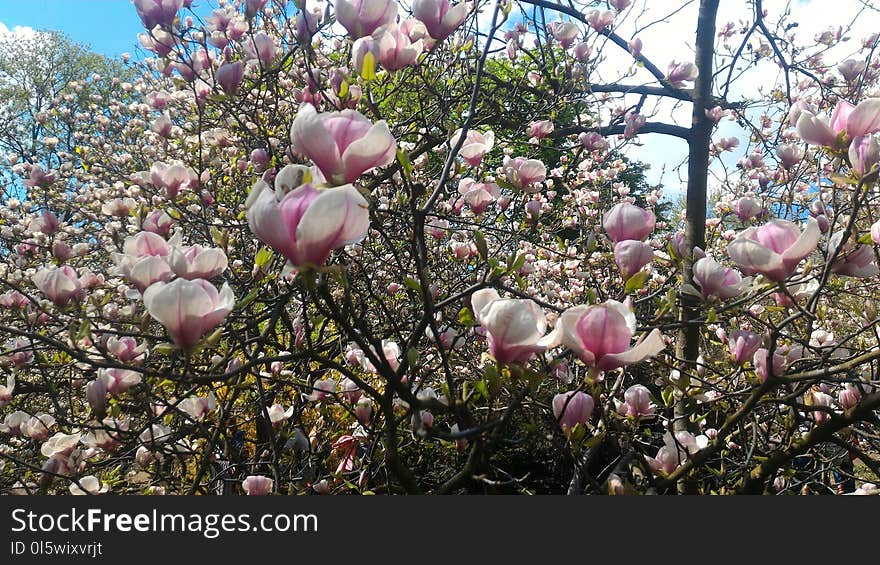 Plant, Flower, Flowering Plant, Spring