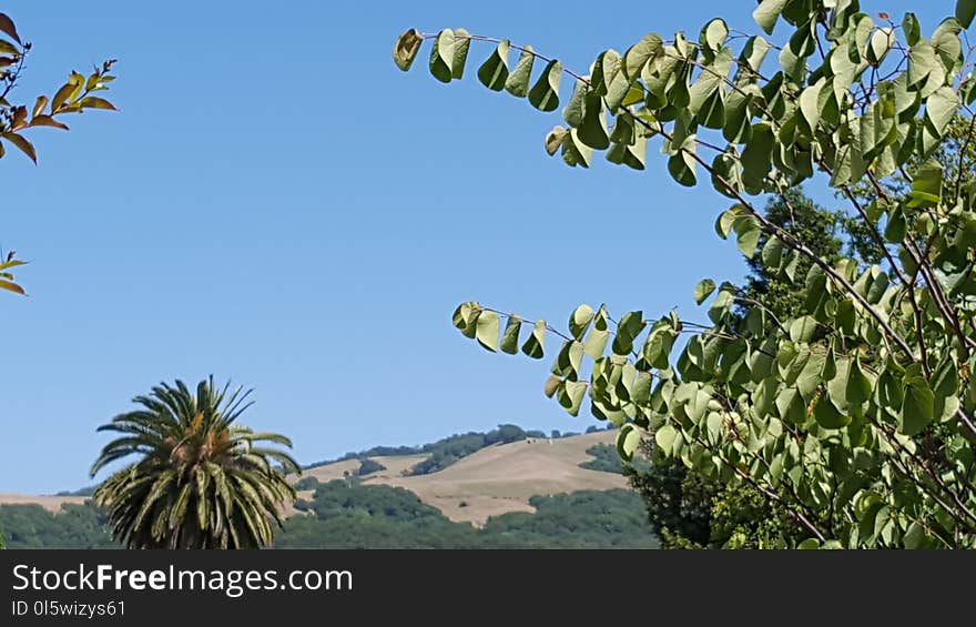 Sky, Vegetation, Branch, Tree