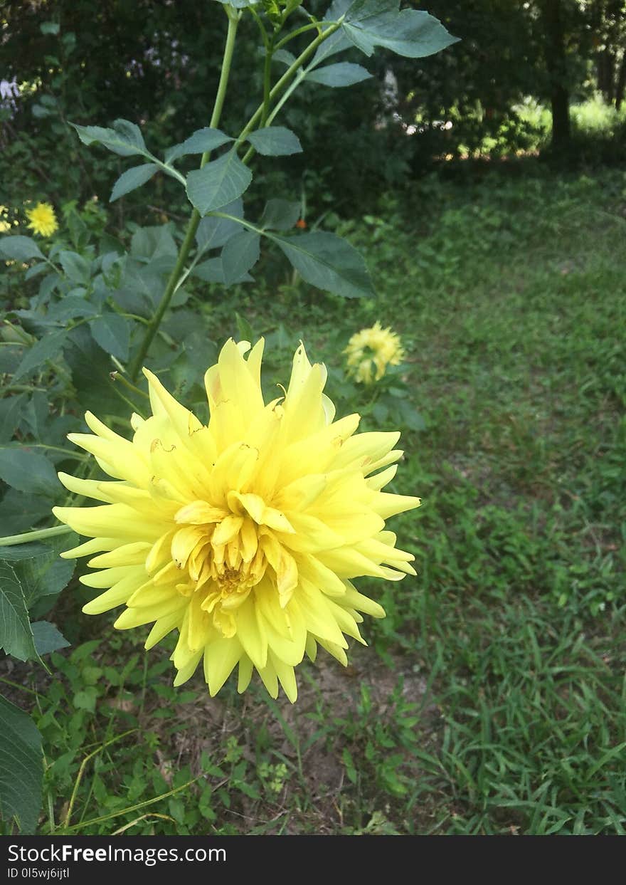 Flower, Yellow, Plant, Flora