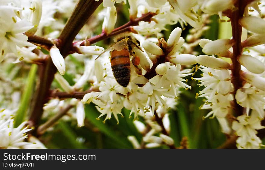 Flora, Membrane Winged Insect, Insect, Bee