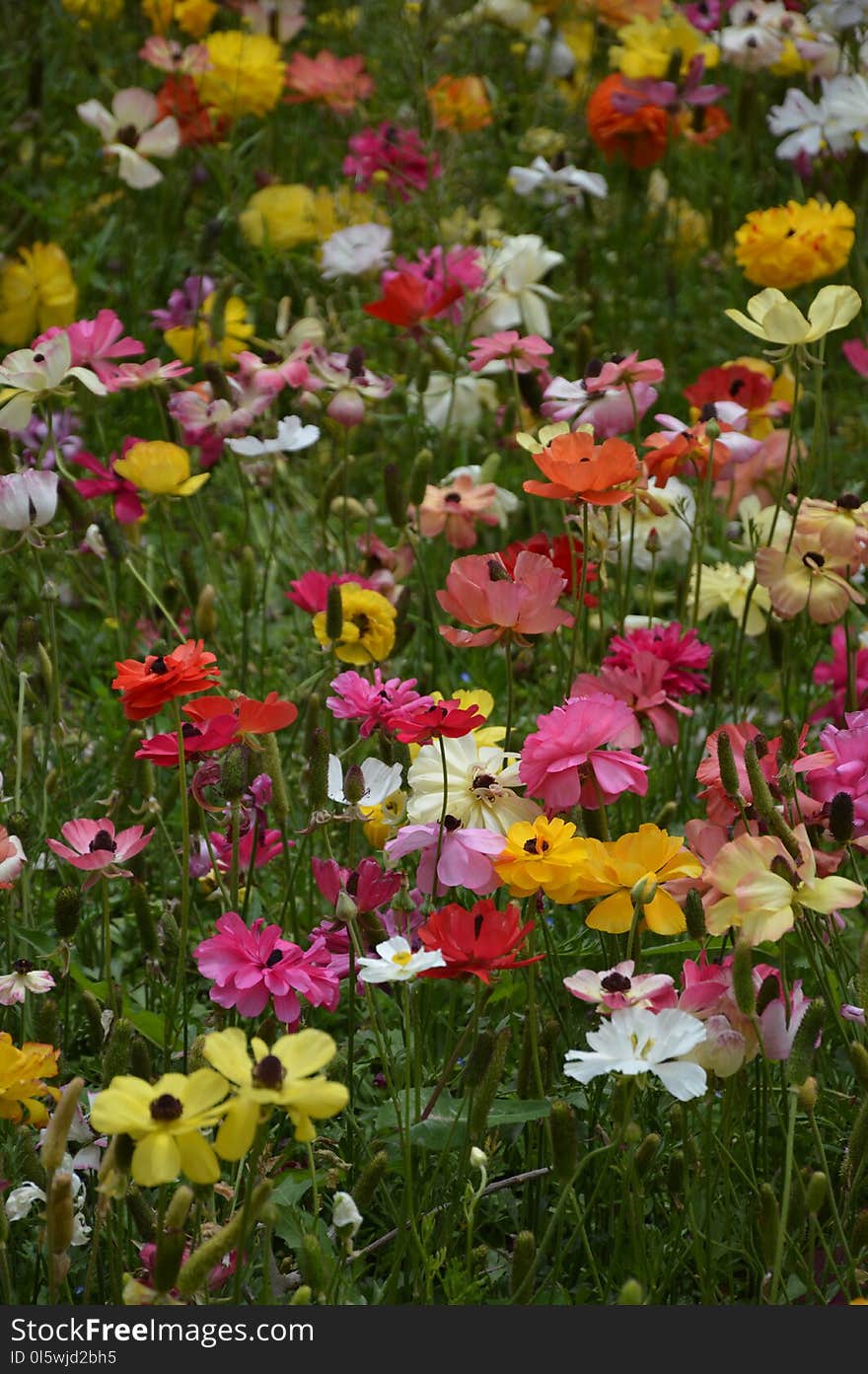 Flower, Plant, Wildflower, Flowering Plant