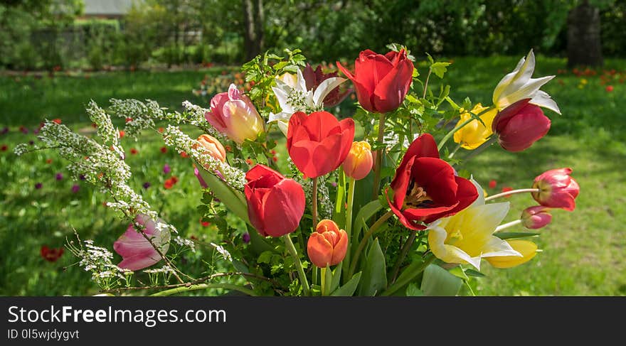 Flower, Plant, Flowering Plant, Wildflower