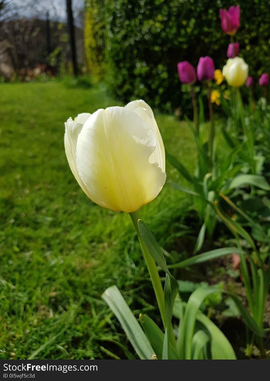 Flower, Plant, Tulip, Meadow