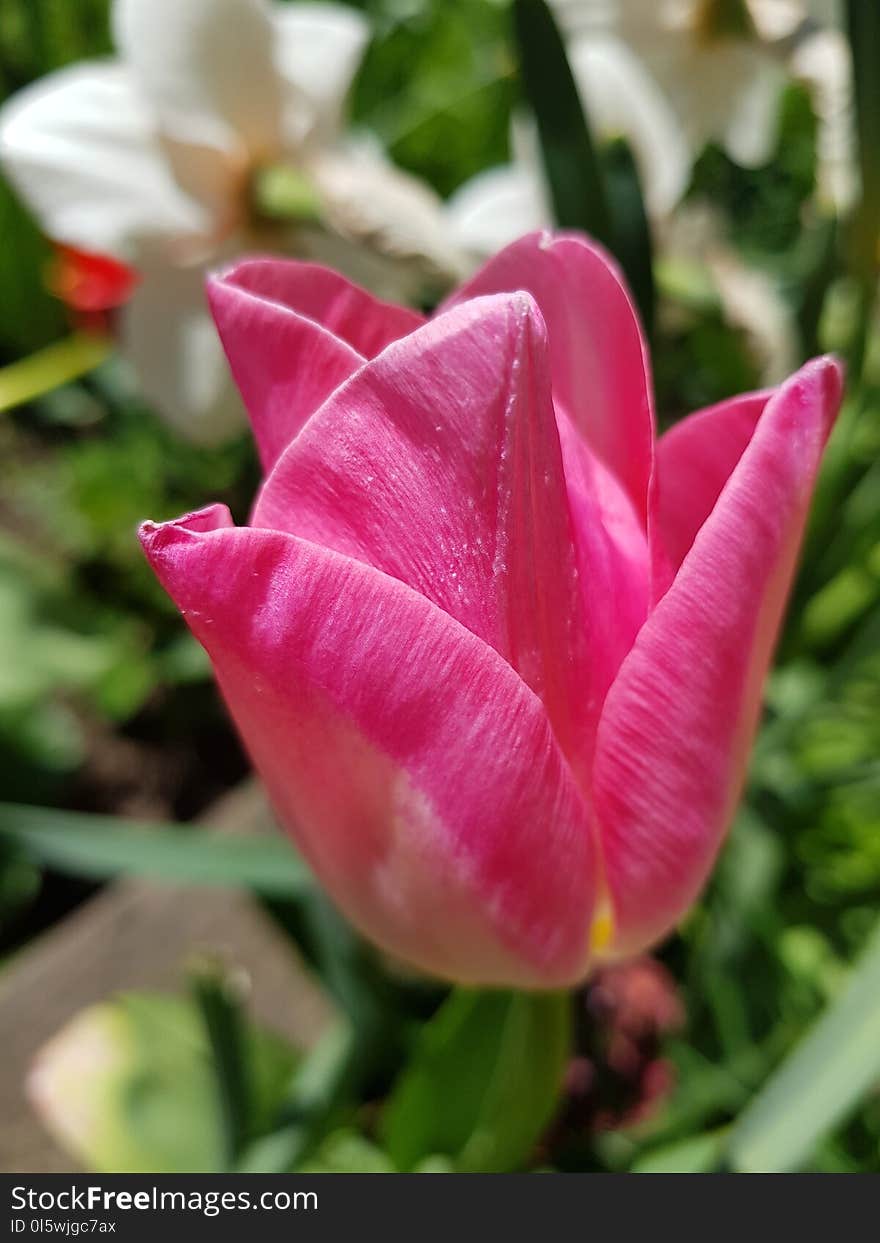 Flower, Plant, Tulip, Flowering Plant