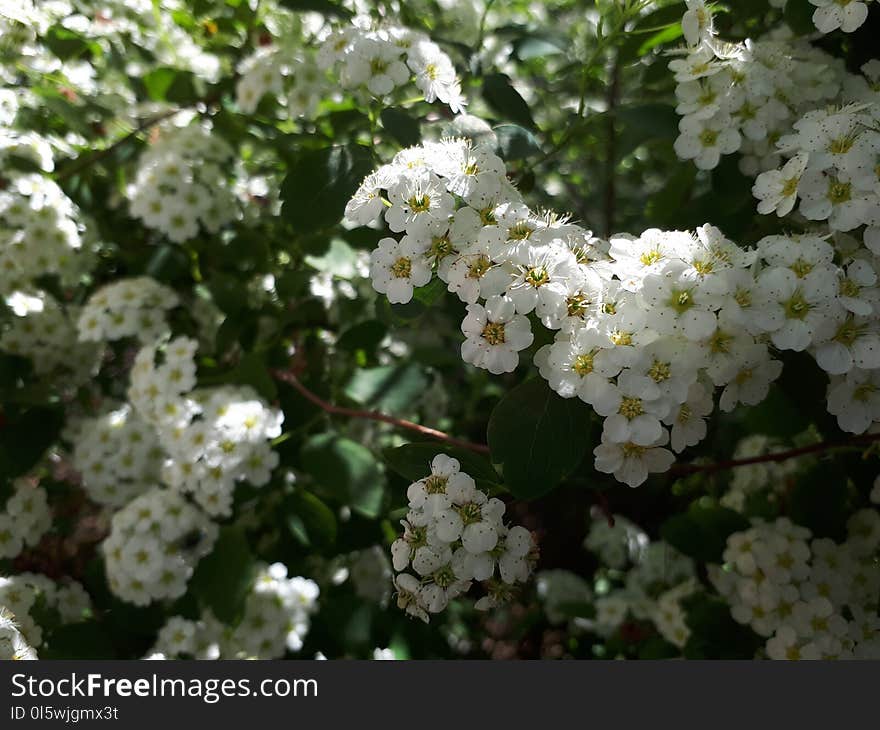 Plant, Flora, Spring, Flower