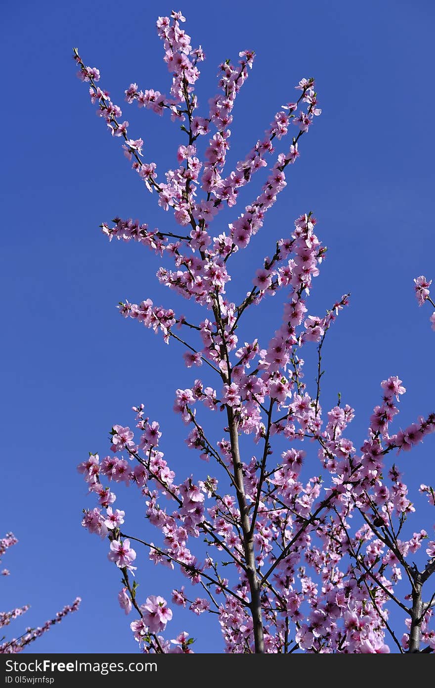 Branch, Blossom, Sky, Twig