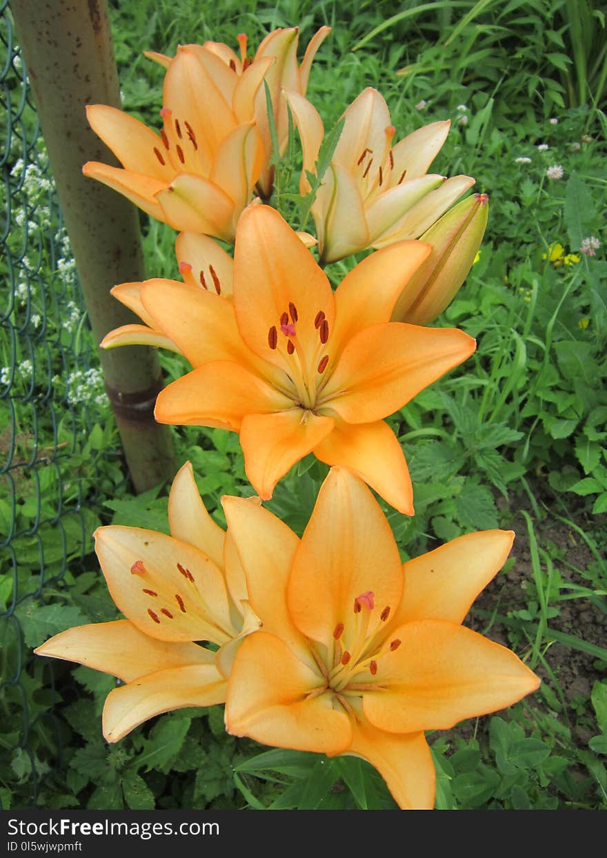 Flower, Plant, Lily, Flowering Plant