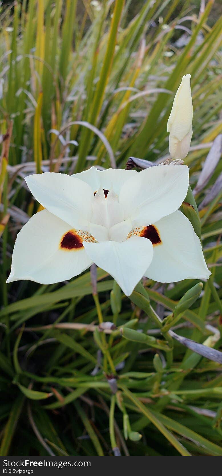 Flower, Plant, Flora, Flowering Plant