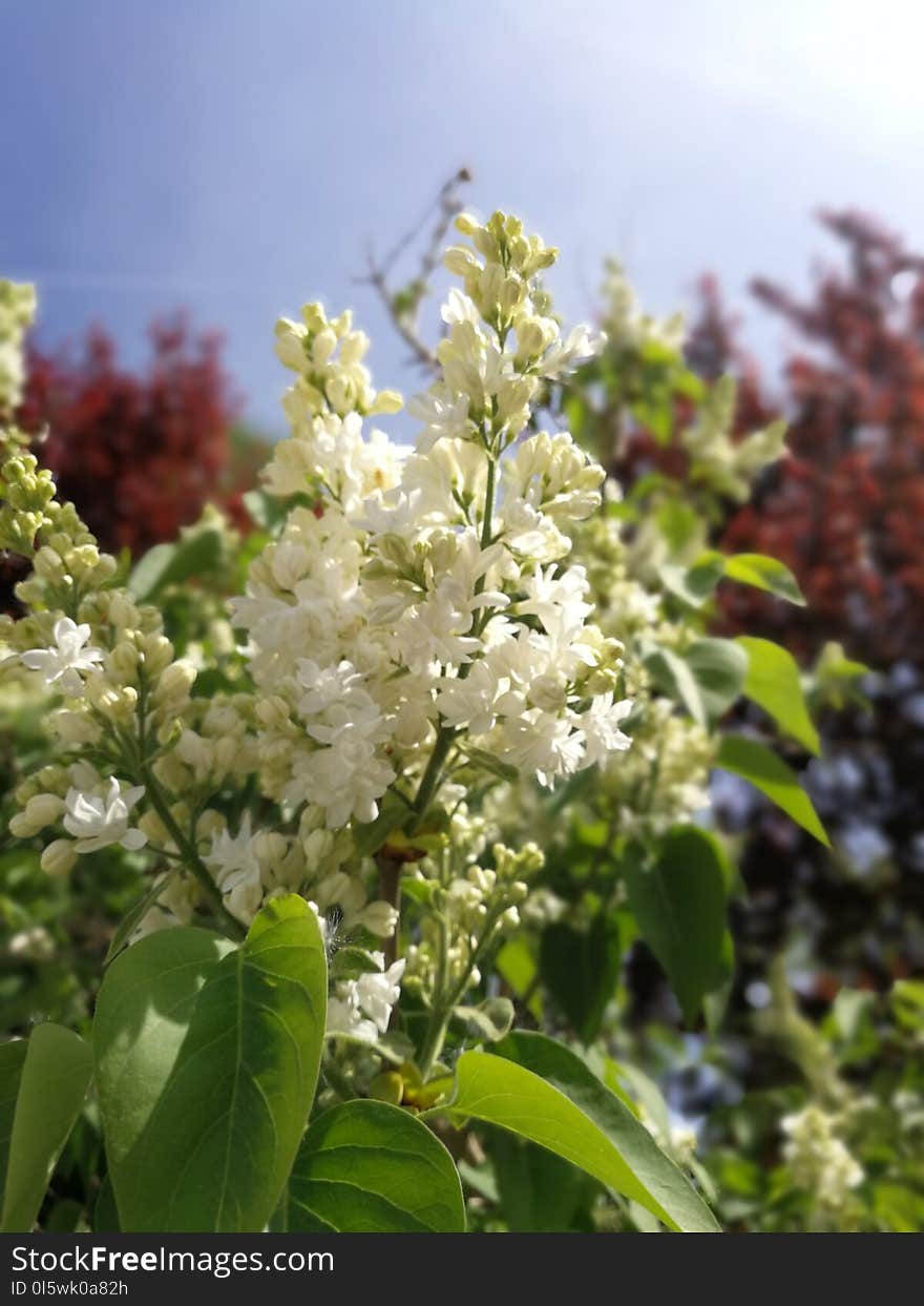 Plant, Spring, Blossom, Tree