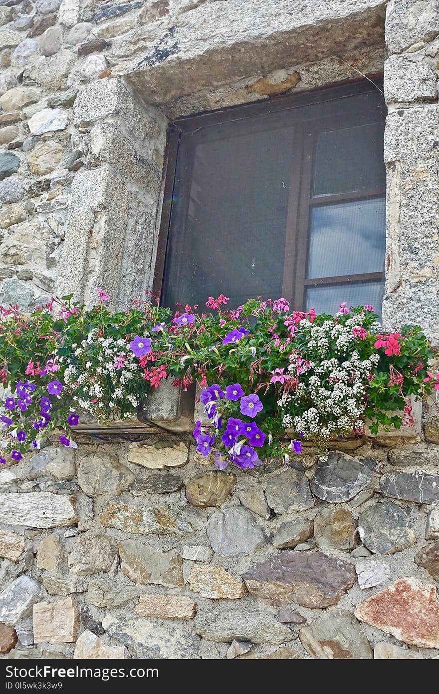 Flower, Plant, Wall, Window