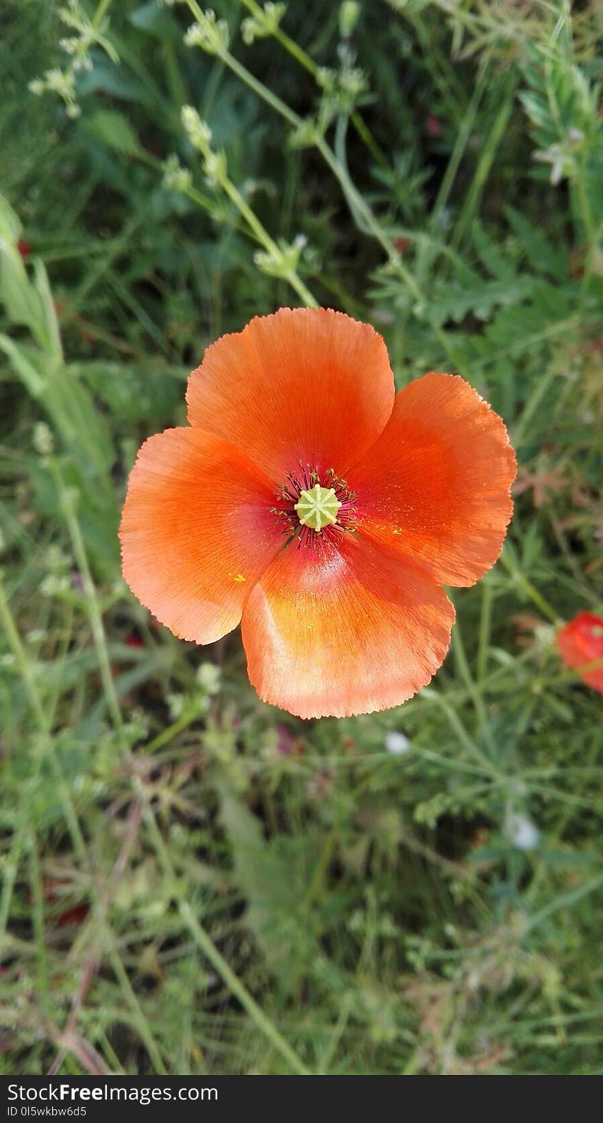 Flower, Wildflower, Orange, Poppy