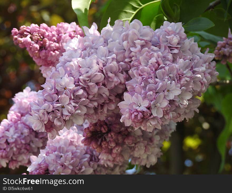 Flower, Pink, Lilac, Flowering Plant