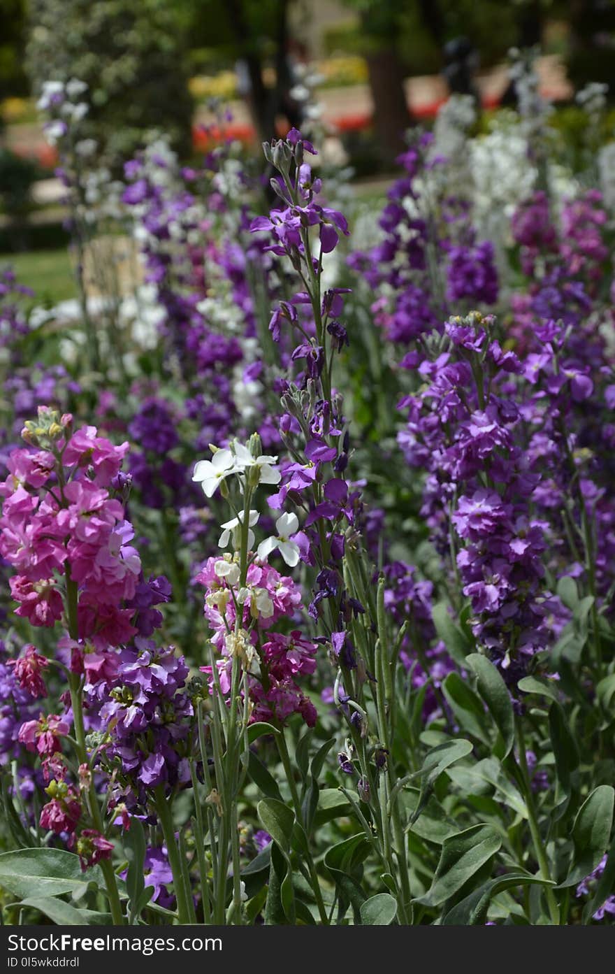 Plant, Flower, Common Sage, Lavender