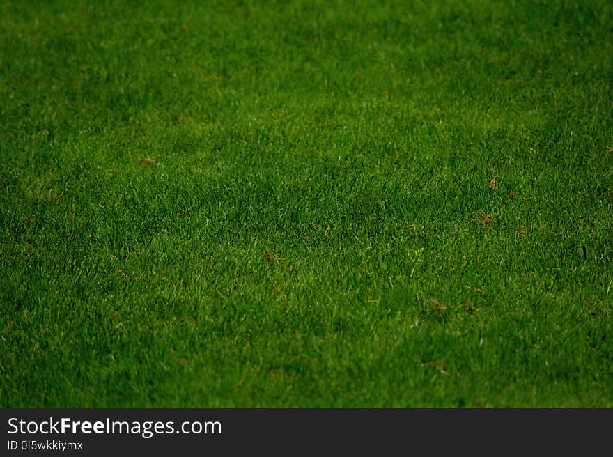 Green, Grass, Grassland, Lawn