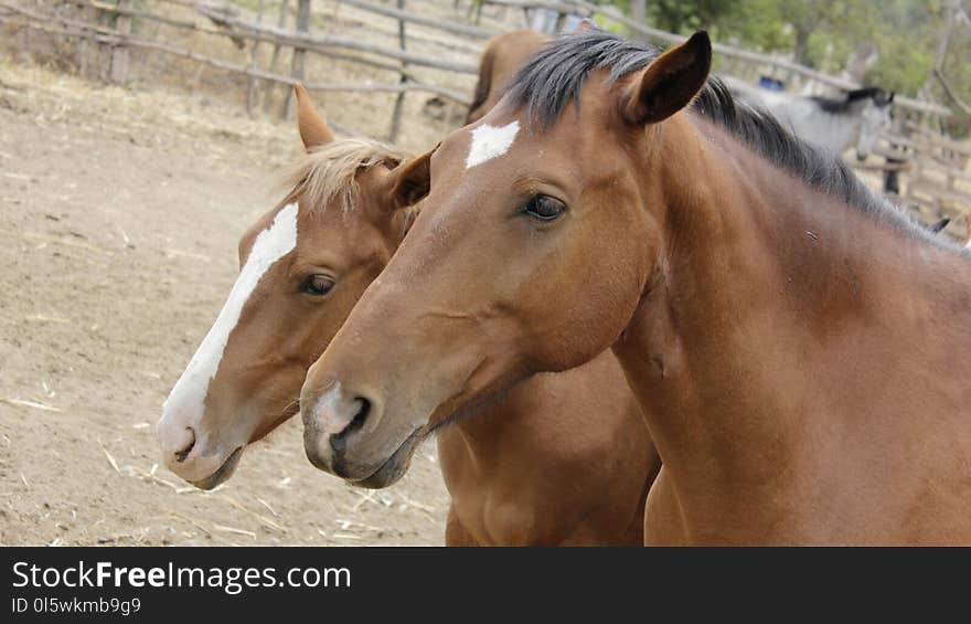 Horse, Mane, Halter, Mare