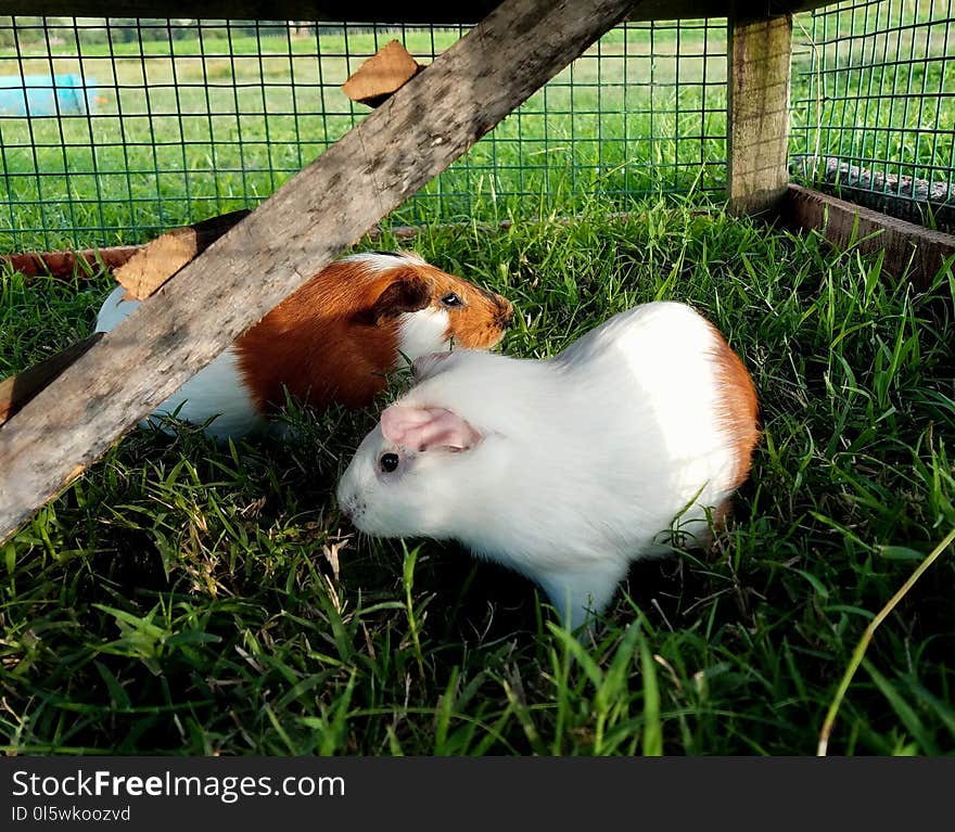 Fauna, Guinea Pig, Grass, Rodent