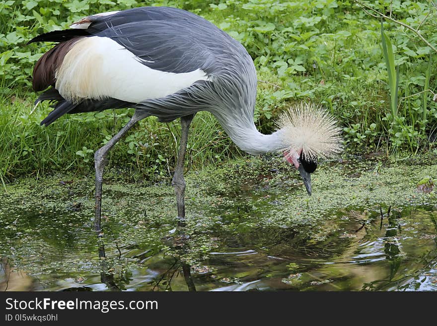 Bird, Crane Like Bird, Crane, Beak