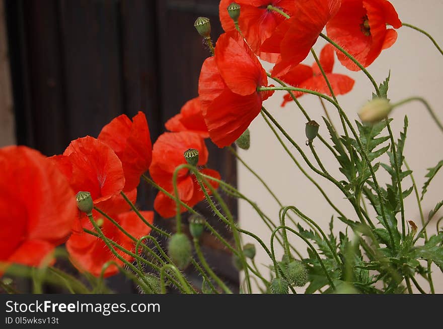 Flower, Plant, Flowering Plant, Poppy