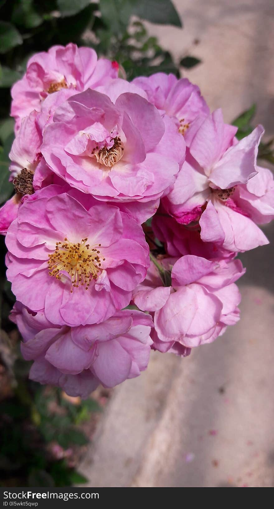 Flower, Pink, Rose Family, Flowering Plant