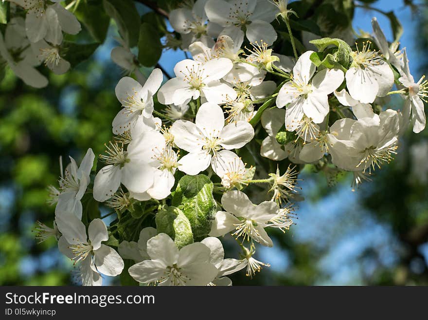 White, Flower, Blossom, Spring