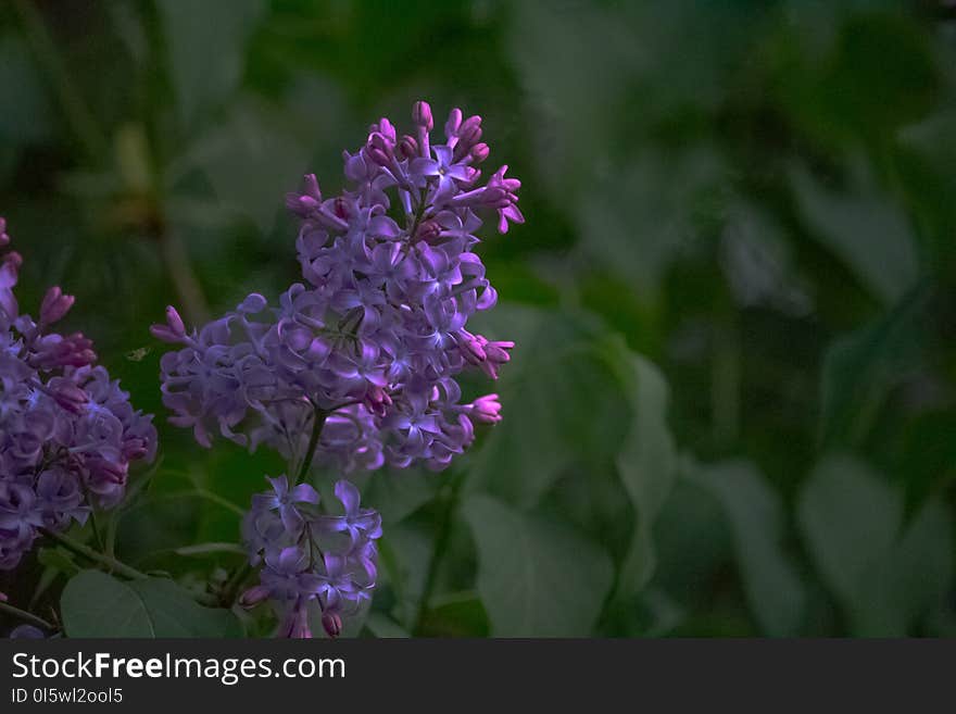 Flower, Plant, Purple, Flora