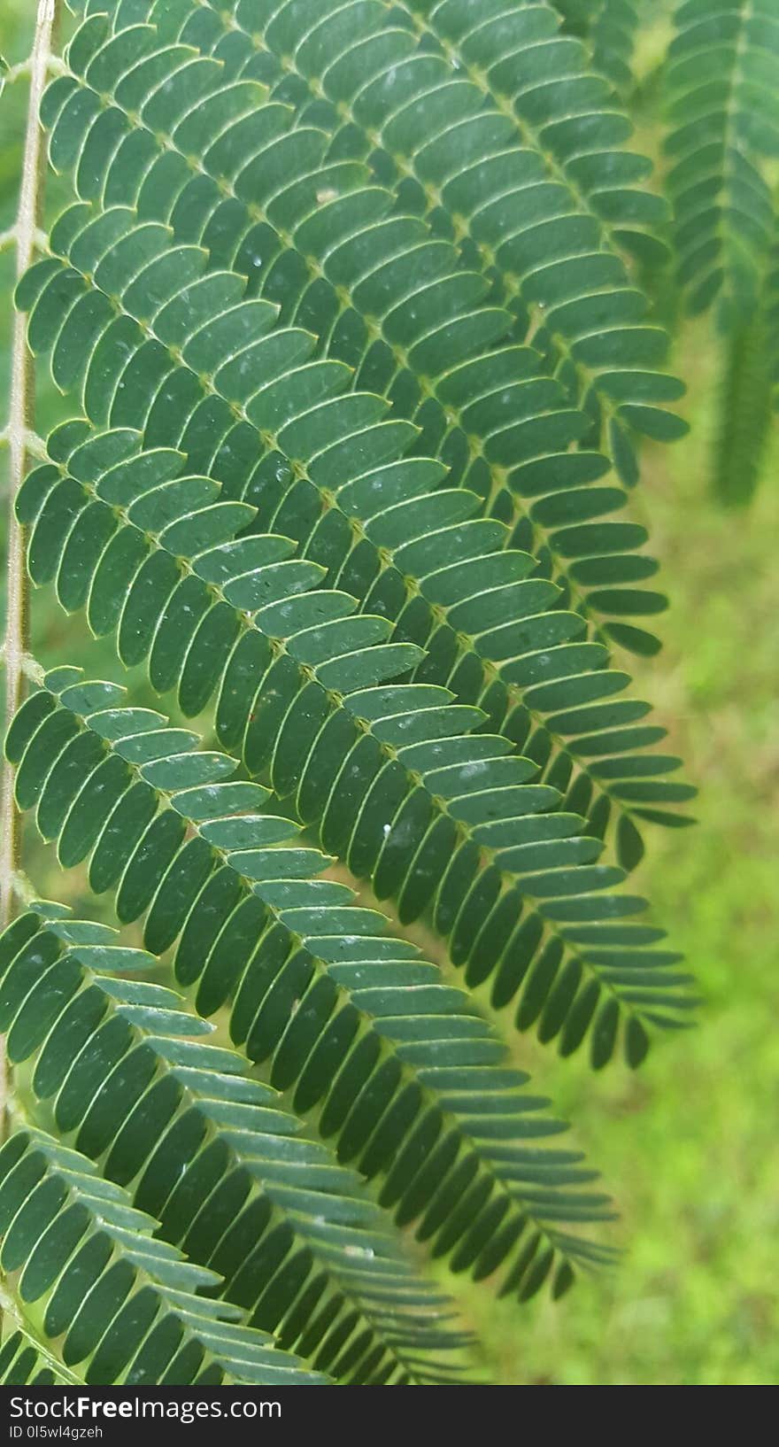 Vegetation, Plant, Leaf, Ostrich Fern