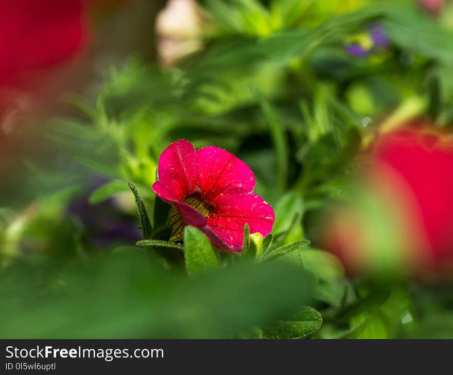 Flower, Plant, Leaf, Close Up