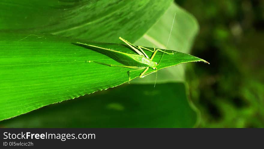 Leaf, Green, Grasshopper, Insect