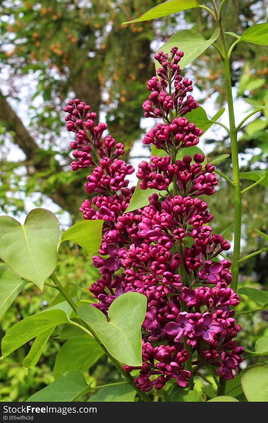 Plant, Flower, Lilac, Flowering Plant