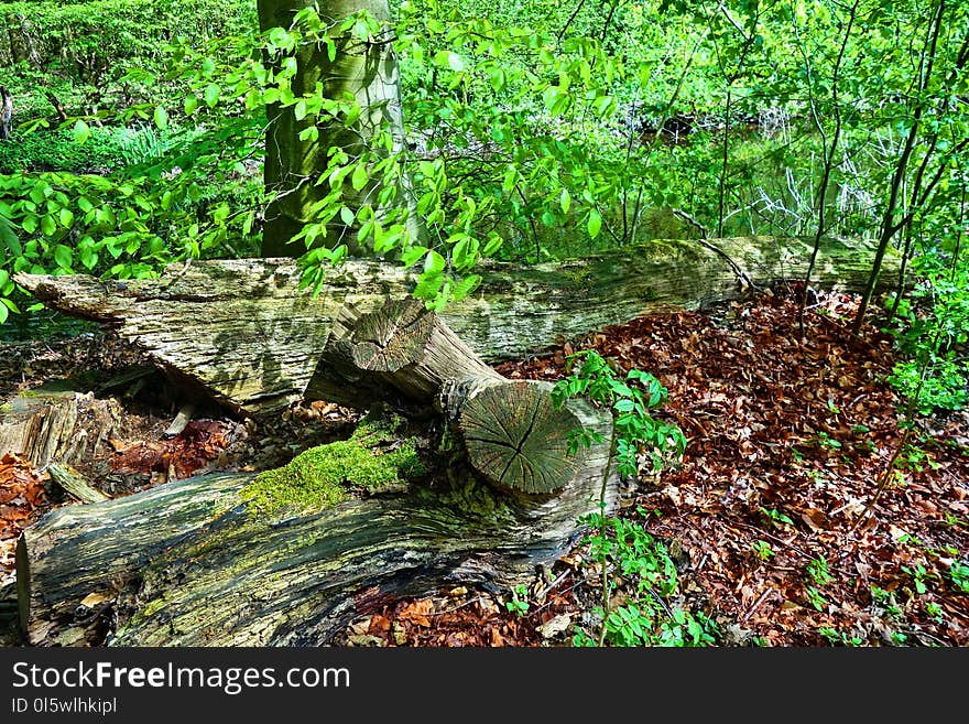 Vegetation, Nature Reserve, Woodland, Tree