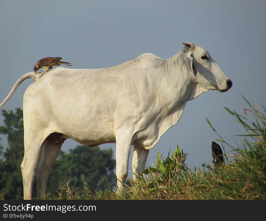 Cattle Like Mammal, Dairy Cow, Fauna, Pasture