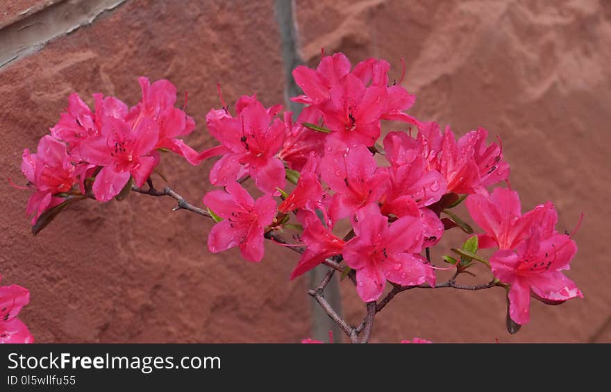 Flower, Plant, Pink, Woody Plant