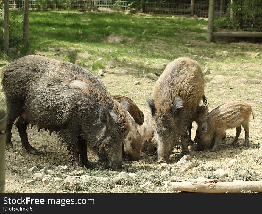 Pig Like Mammal, Wild Boar, Pig, Fauna