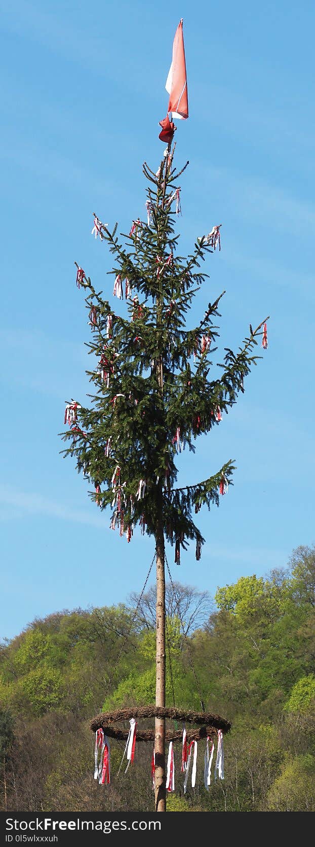 Tree, Sky, Woody Plant, Christmas Tree