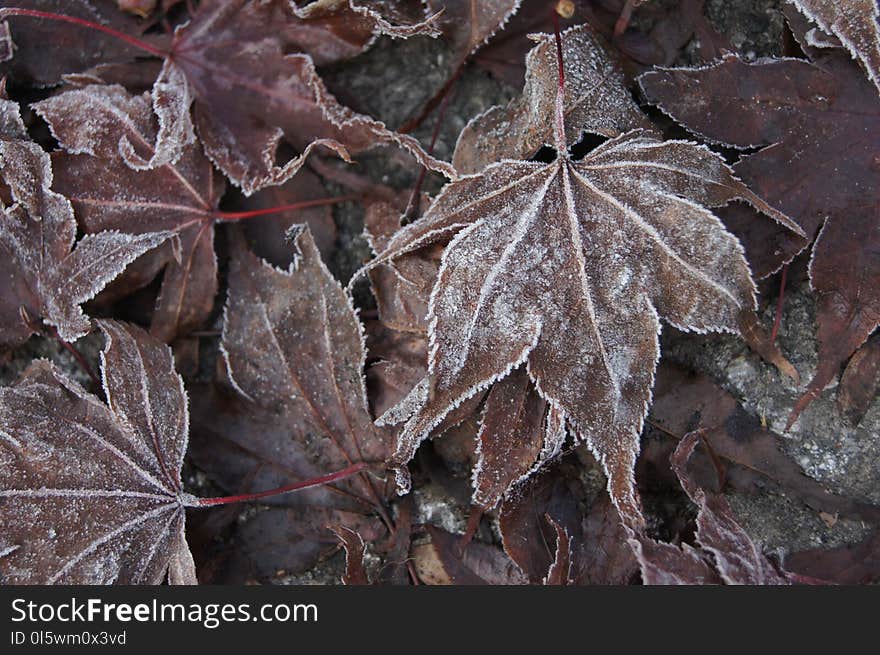 Leaf, Plant, Flora, Autumn