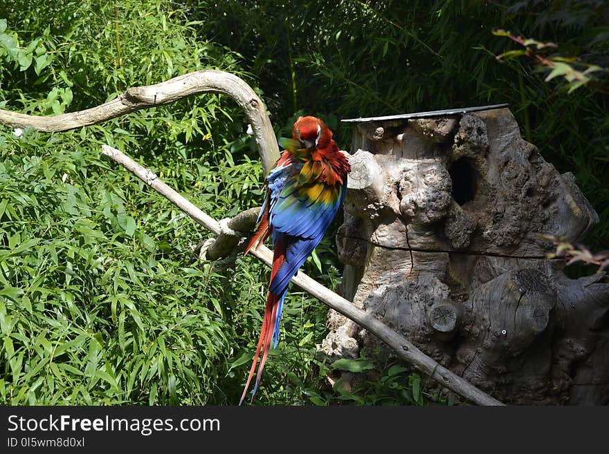 Vertebrate, Tree, Plant, Adventure