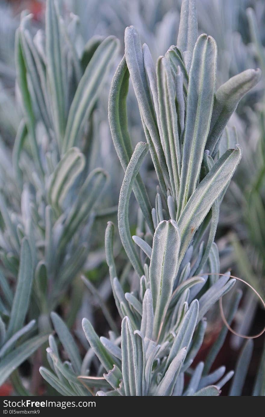 Plant, Lavender, Lavandula Dentata, Rosemary