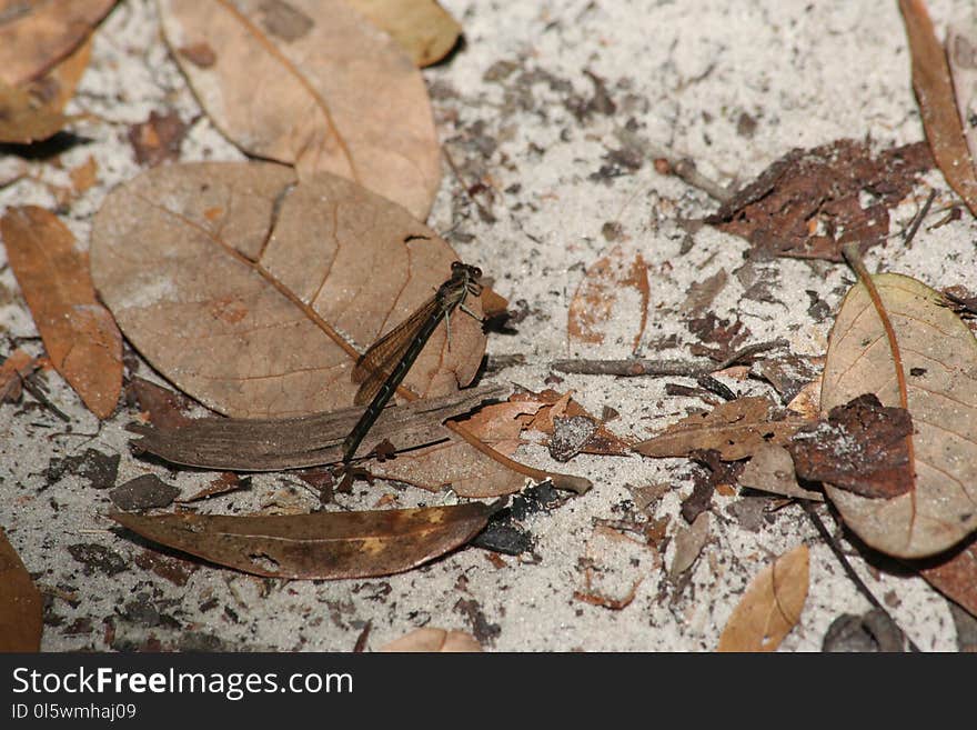 Fauna, Leaf, Reptile